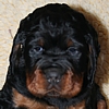 Gordon Setter Welpe Kopf Portrai vom Ruberschlag