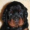 Gordon Setter Kopf Welpe Portrai vom Ruberschlag