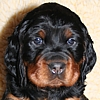 Gordon Setter Kopf Welpe vom Ruberschlag