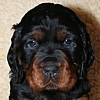 Gordon Setter Kopf Welpe vom Ruberschlag